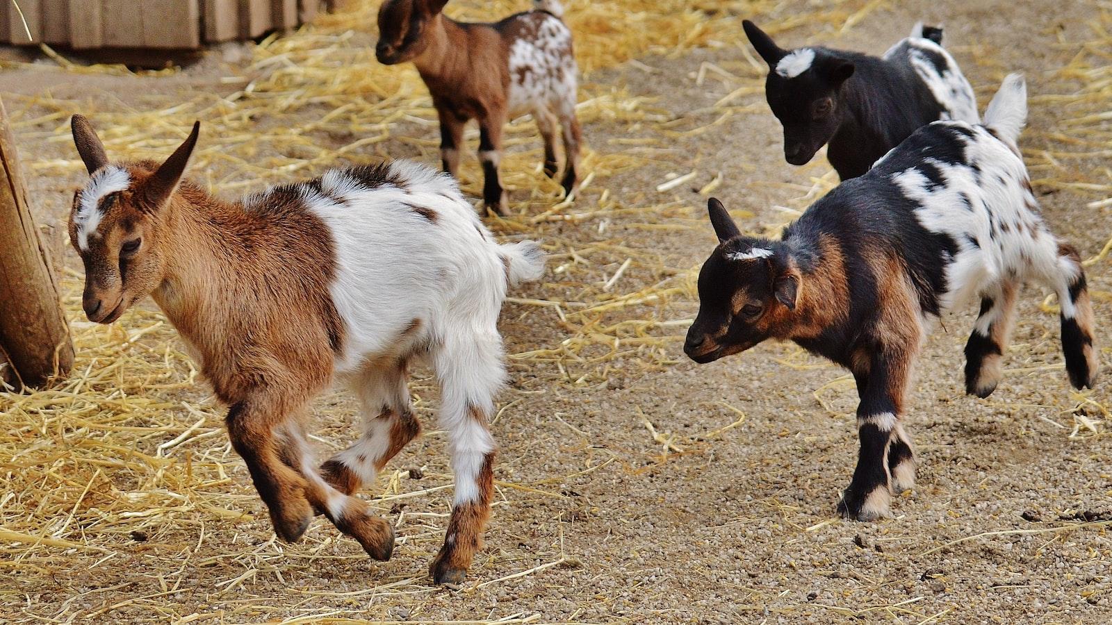How Long Do Goats Carry Babies