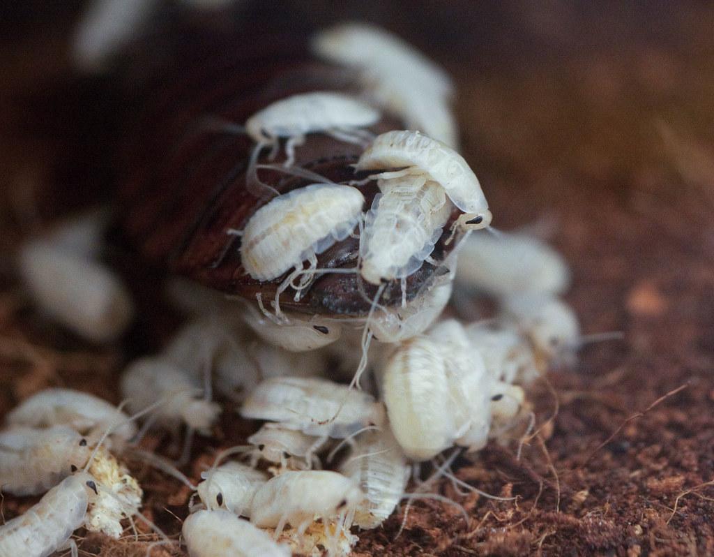 What Do Roach Babies Look Like
