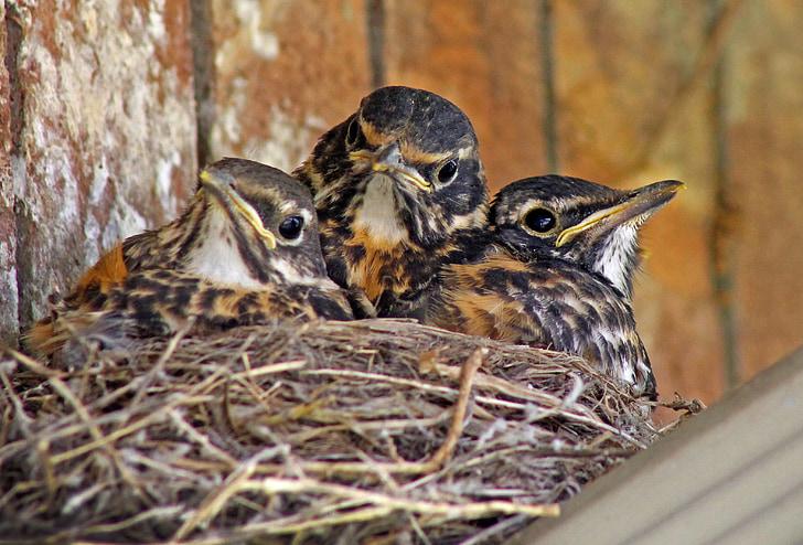 Where Do Baby Robins Go When They Leave The Nest