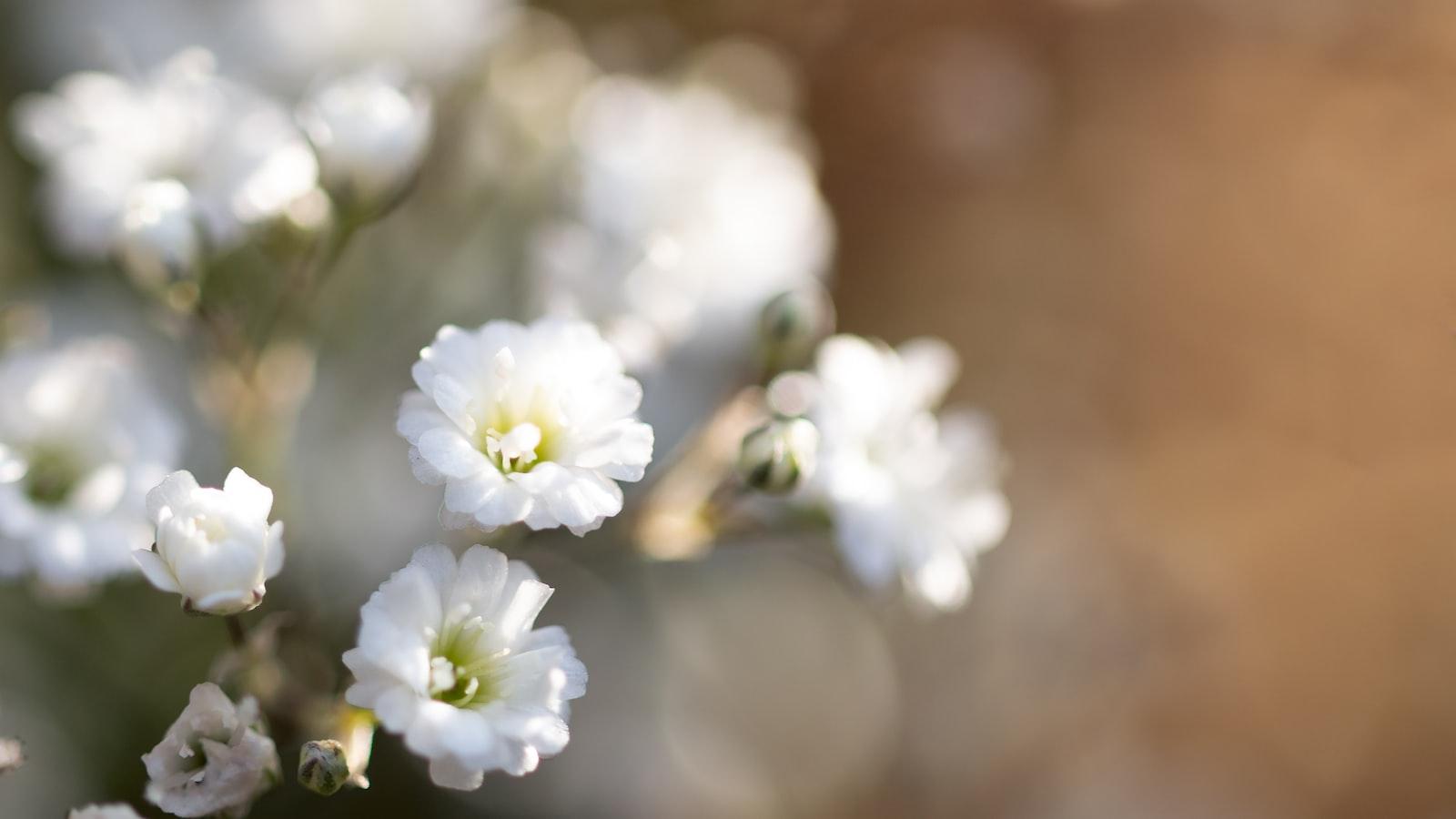 What Does Baby’s Breath Symbolize