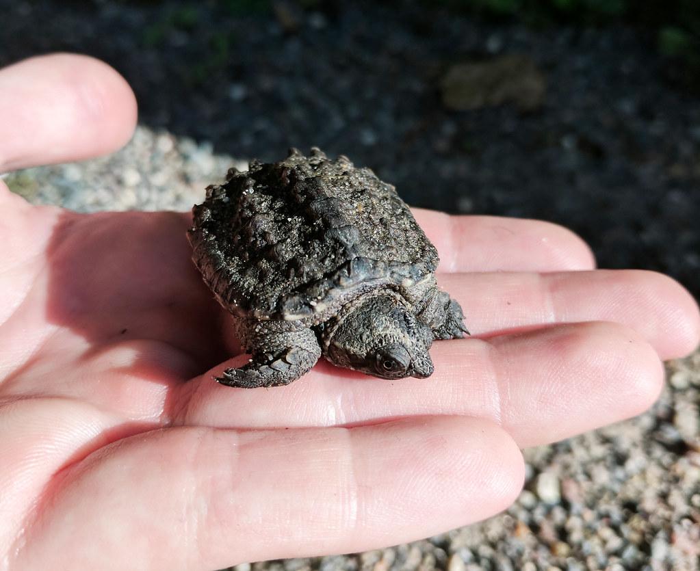 What To Do If You Find A Baby Snapping Turtle