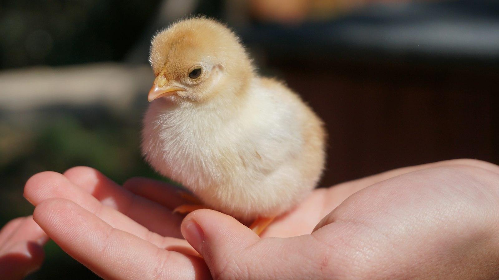 Why Do Baby Chicks Chirp So Much