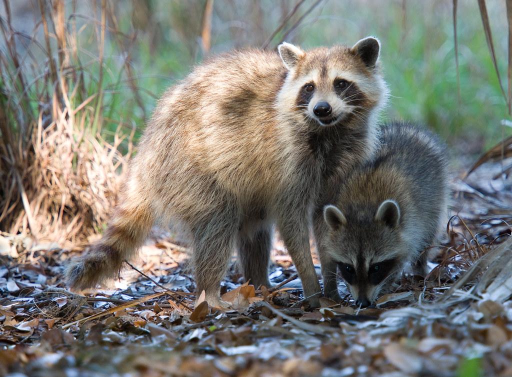 Will A Mother Raccoon Come Back For Her Babies