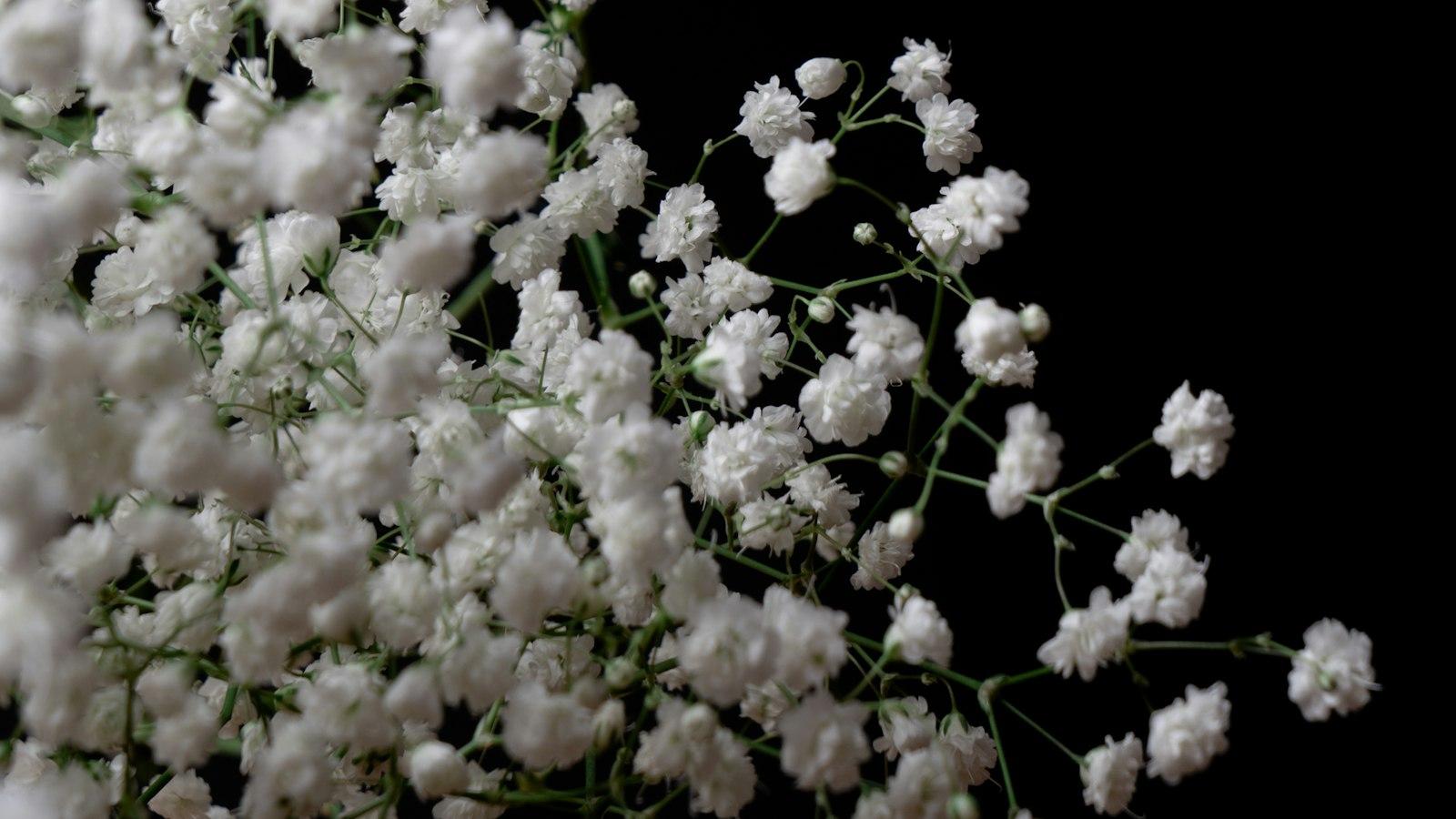 Does Baby’s Breath Smell