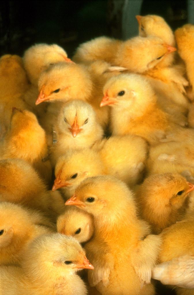 Why Are Baby Chicks Yellow