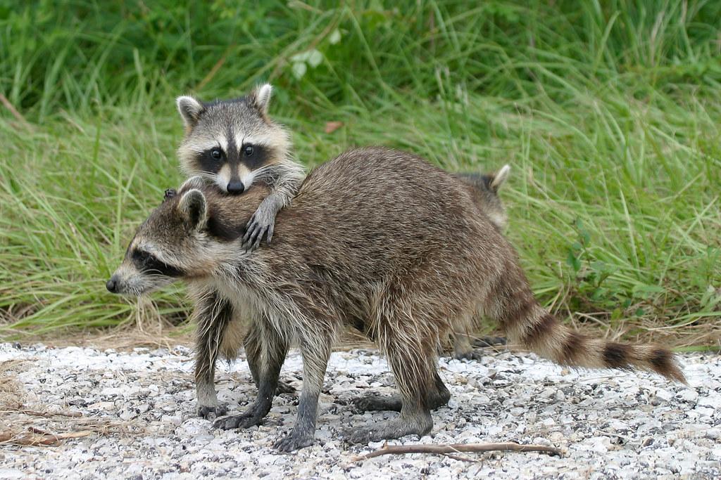 How To Tell If A Baby Raccoon Has Rabies