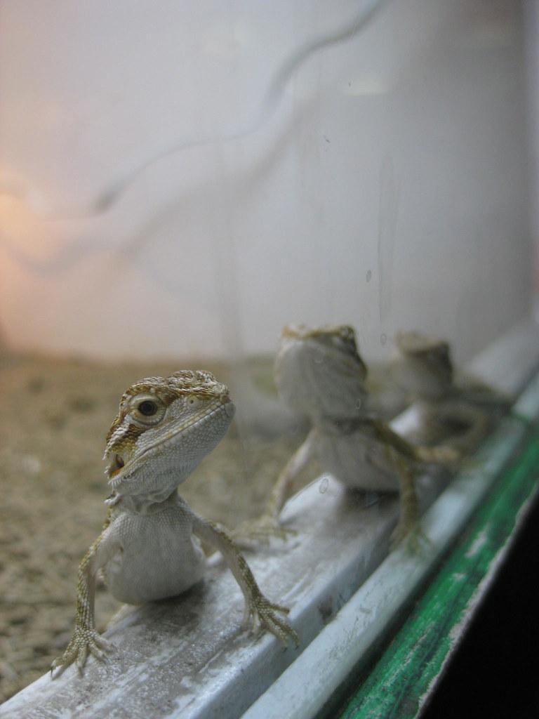What Can Baby Bearded Dragons Eat