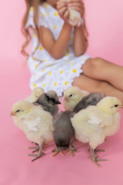 Can Baby Chicks Eat Scrambled Eggs