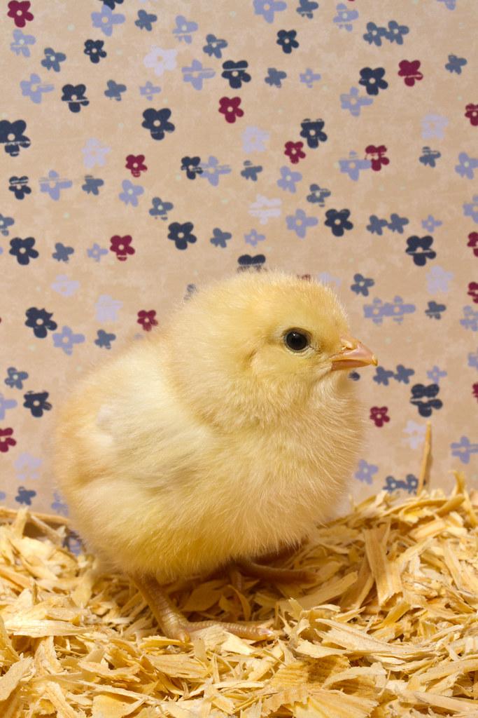 Can Baby Chicks Survive Without A Heat Lamp