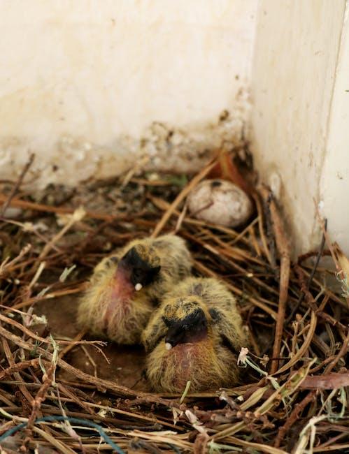When Can Baby Pigeons Feed Themselves