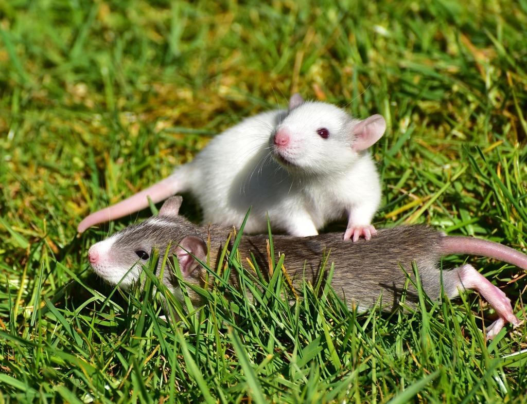 When Can Baby Rats Eat Solid Food