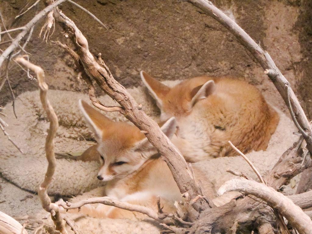 What Do Baby Foxes Eat