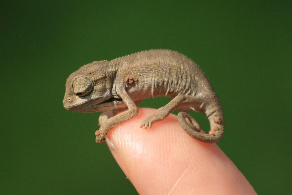 What Do Baby Chameleons Eat