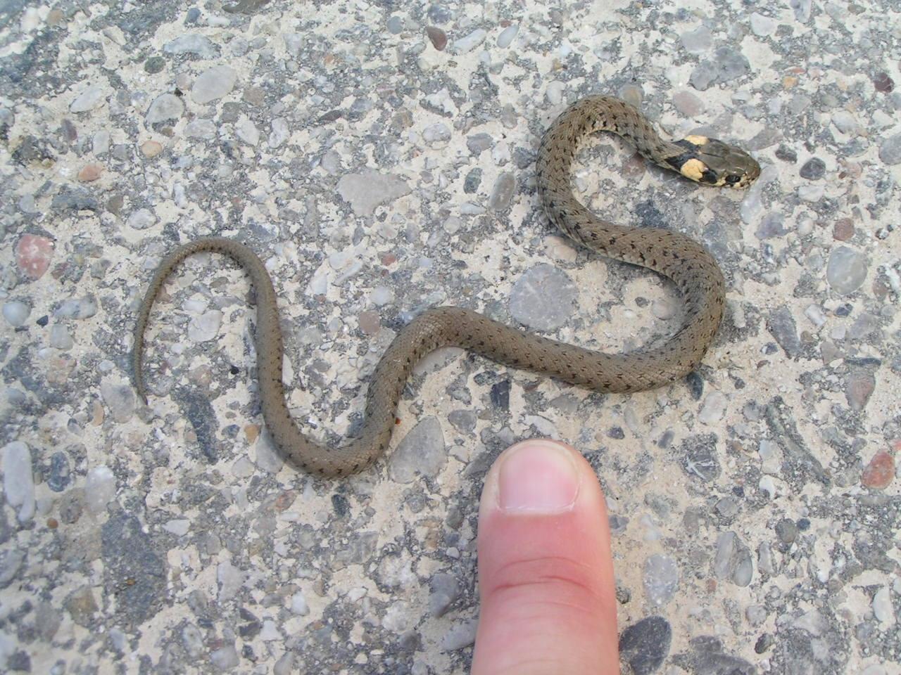What Do Baby Grass Snakes Eat
