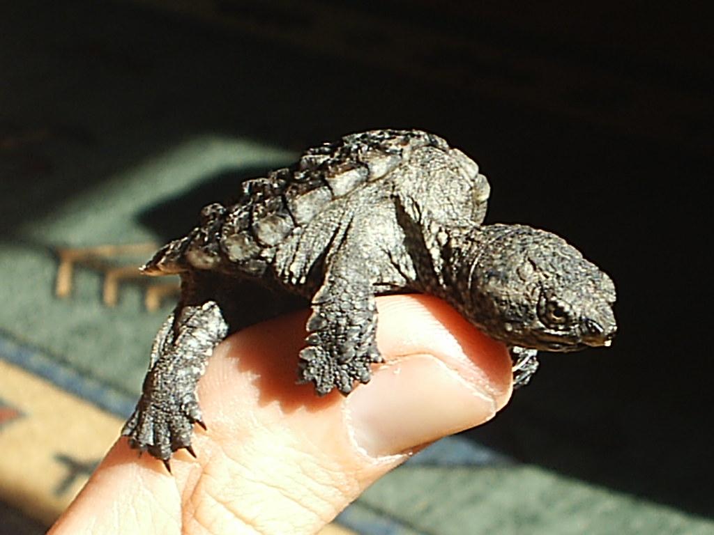Can Baby Snapping Turtles Survive On Their Own