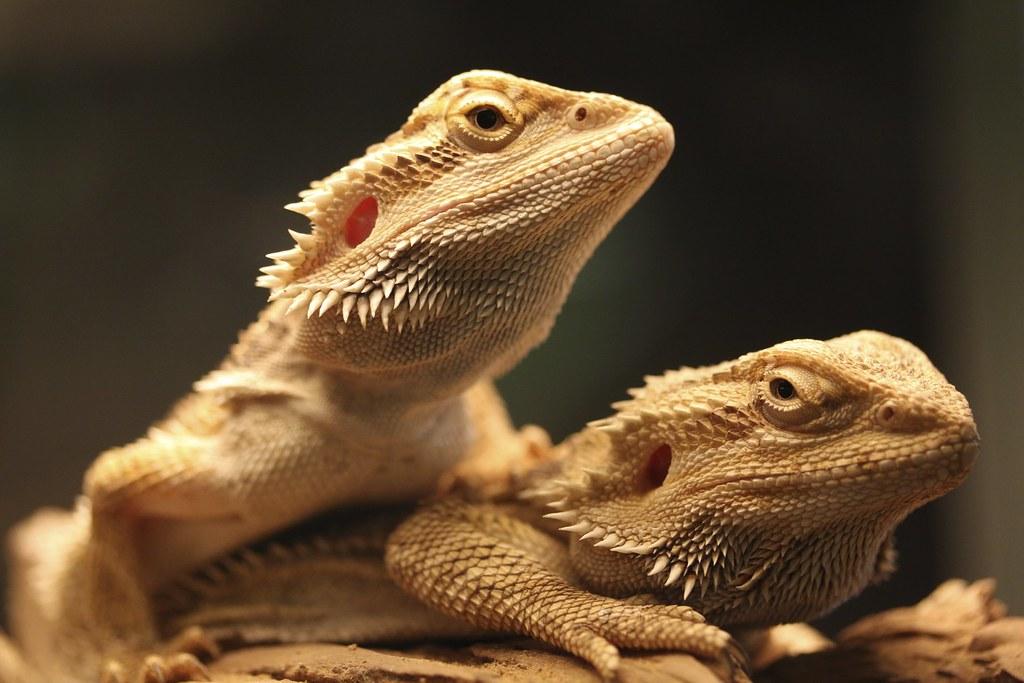 Can Bearded Dragons Have Baby Spinach