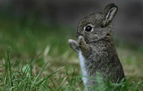 Can You Introduce A Baby Rabbit To An Older Rabbit