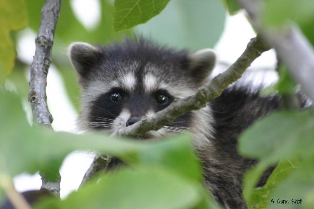 How Long Can A Baby Raccoon Survive Without Its Mother