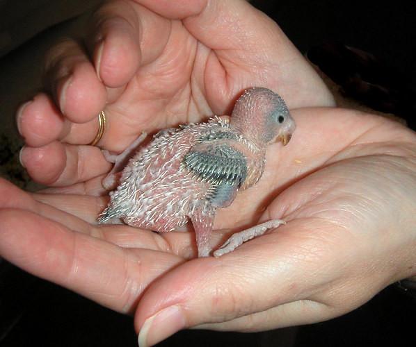 When Can Baby Budgies Be Separated From Parents