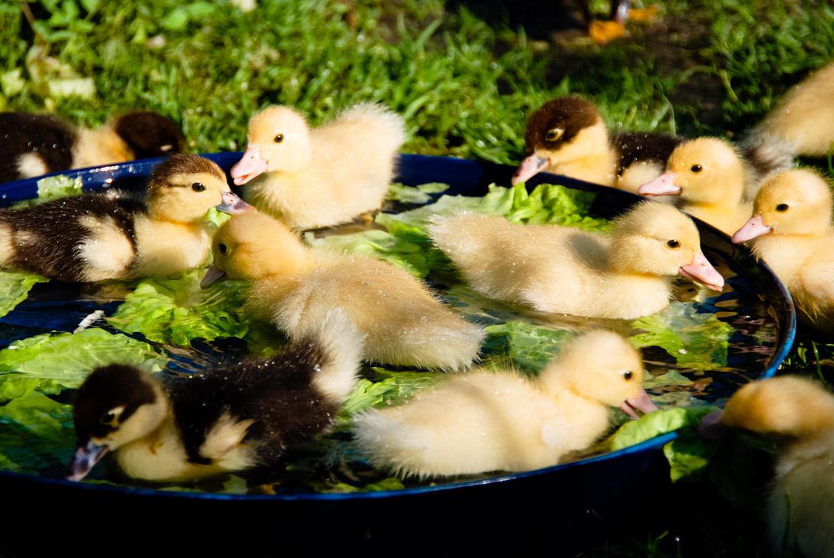 Can Baby Ducks Drown