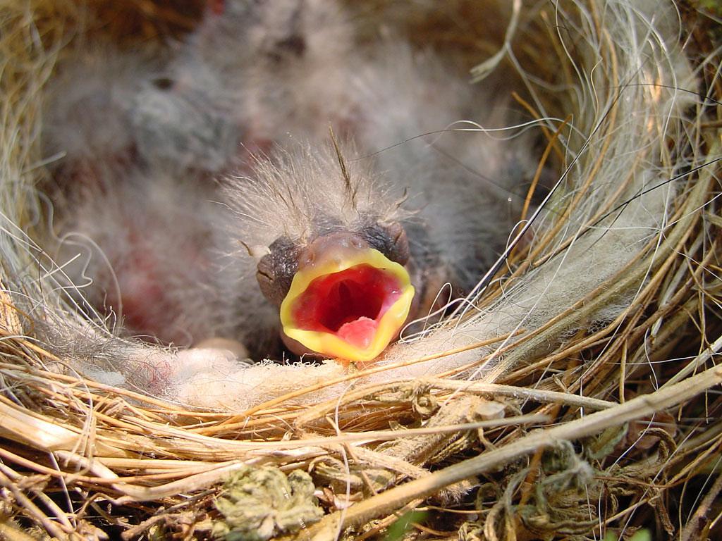 How Long Can A Baby Bird Go Without Food
