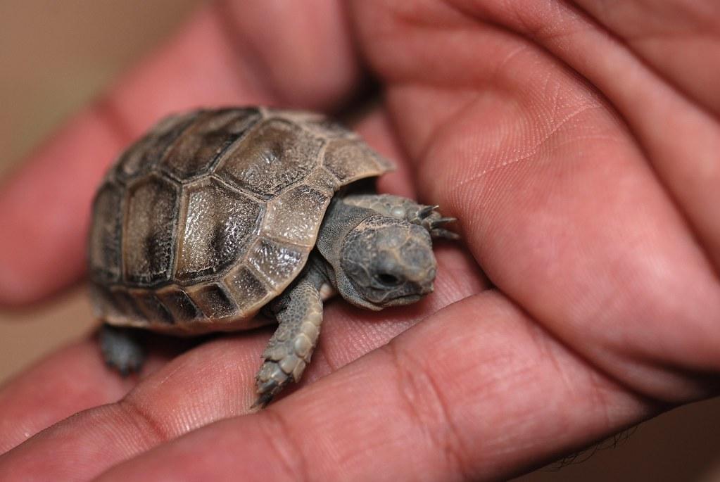 What Can Baby Tortoises Eat
